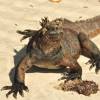 Vistosa Iguana na Playa Mansa de Tortuga Bay, na Ilha de Santa Cruz, em Galápagos